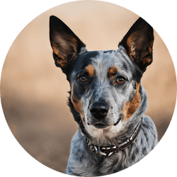 Australian Cattle Dog is a herding group dog breed