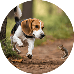 Hound group dogs chases small animals
