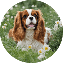 Cavalier King Charles Spaniel dog breed 