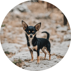 Chihuahua toy group dog breed