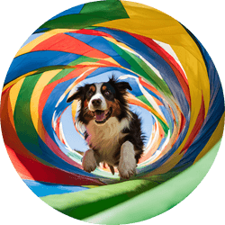 herding dogs love agility and obedience training
