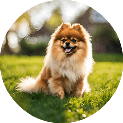 Pomeranian toy group dog breed