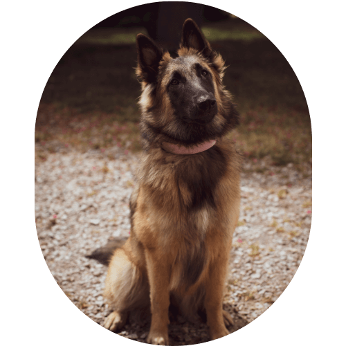 Shiva the belgian shepherd