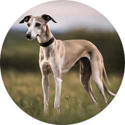 whippet is hound group dog breed