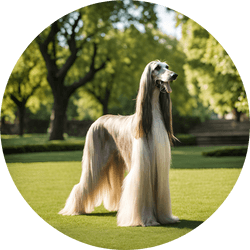 Afghan hound group dog breed