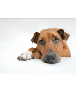 mistakes with dog training