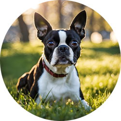 boston terrier non sporting group dog breed