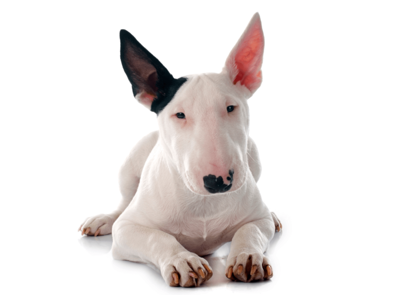 bull terrier information