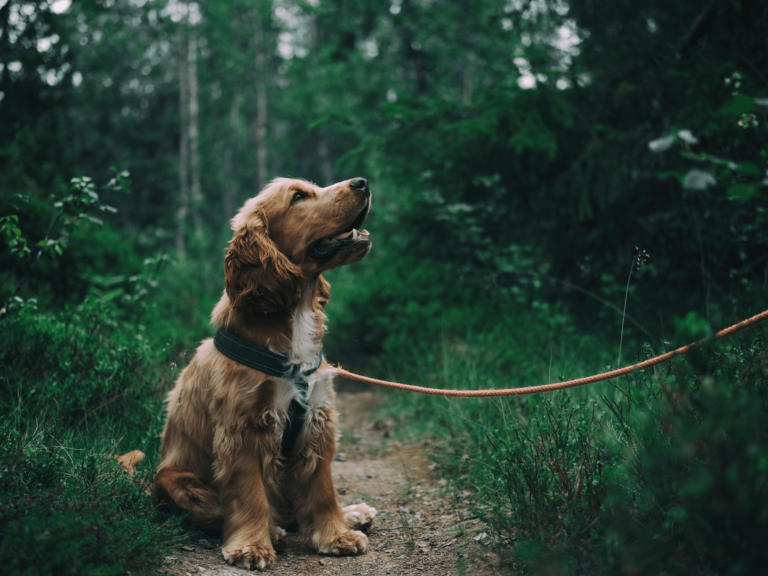 cocker spaniel is a sporting group dog