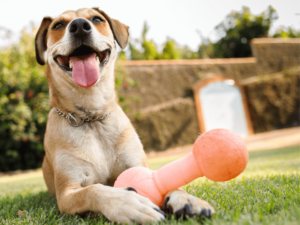 dog toy for aggressive chewer