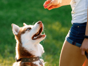 dog training guide for you