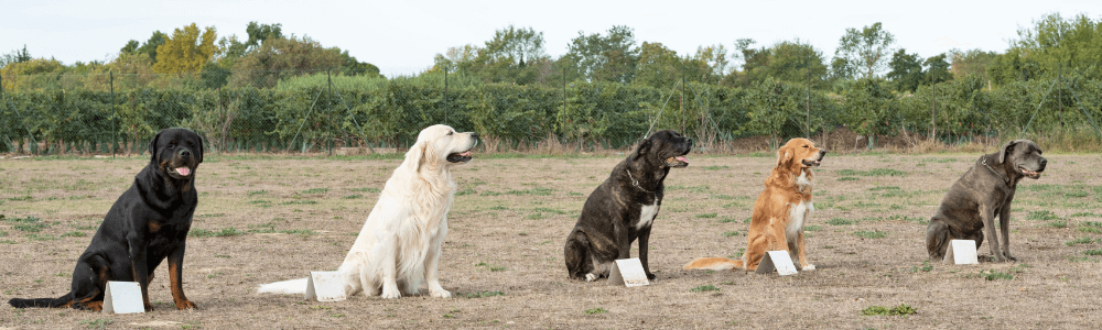 Dog training guide