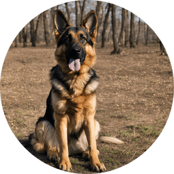 german shepherd working group dog