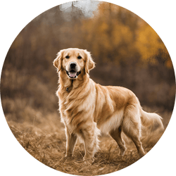 Golden Retriever sporting group dog breed