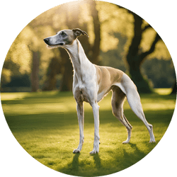 greyhound group dog breed