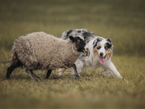 herding group dog breeds information