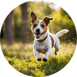 jack russel terrier group dog breed