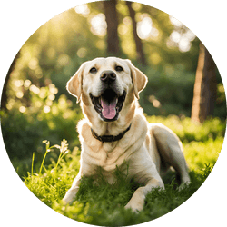 Labrador Retriever sporting group dog breed