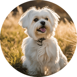 Maltese dog breed