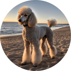 poodle non sporting group dog breed