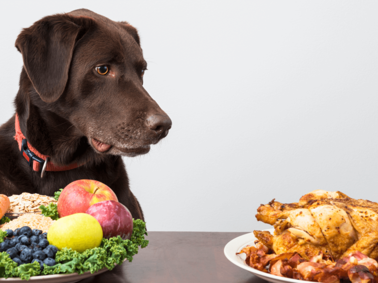 Raw Food Dog Diet